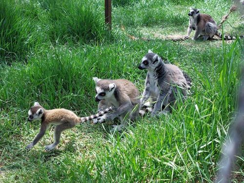 Tbilisi Zoo